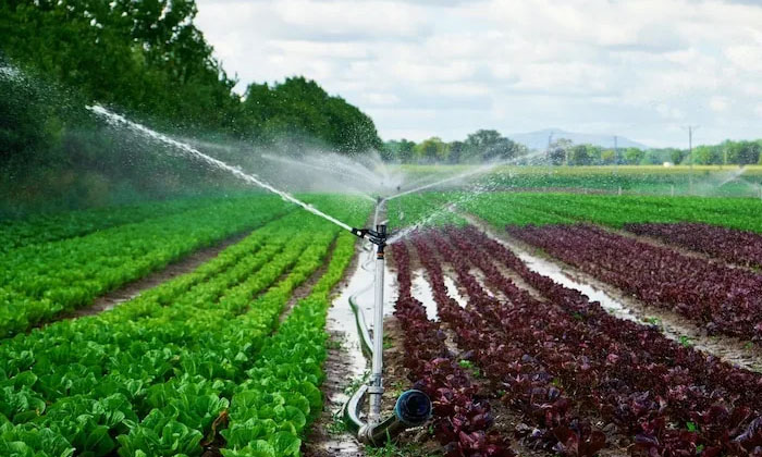  Benefits Of Drip Irrigation In Agriculture Techniques To Be Followed-TeluguStop.com