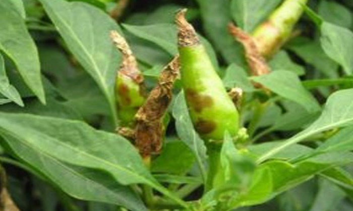  Methods Of Protecting Chilli Crop From Sap Sucking Insects-TeluguStop.com