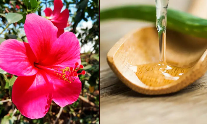 Follow This Remedy For Stop Hair Fall And Getting Long Hair Follow This Remedy For Stop Hair Fall And Getting Long Hair-TeluguStop.com