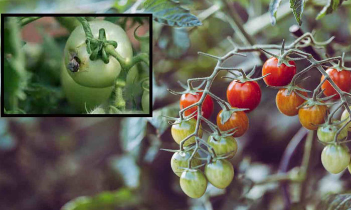  Methods To Protect The Tomato Crop From The Plague Of The Insects-TeluguStop.com