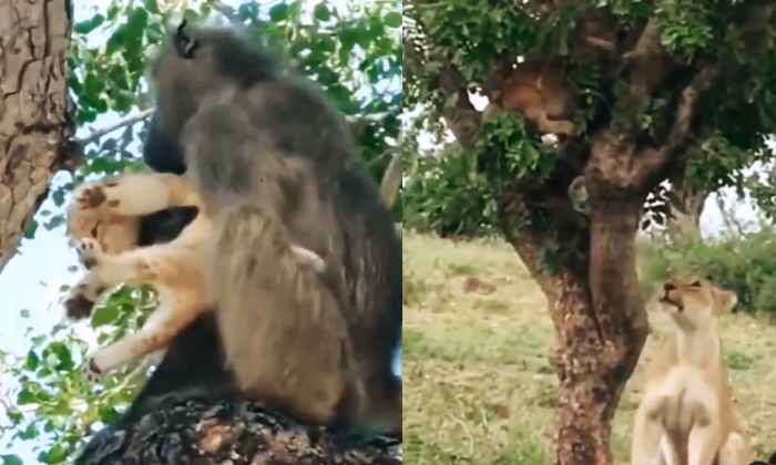  Lion Taking Revenge On Baboon Video Viral On Social Media-TeluguStop.com