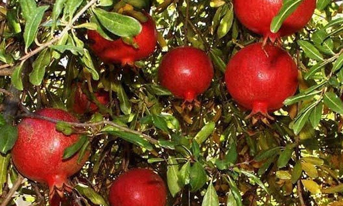  Precautions To Be Followed In Pruning Of Pomegranate Crop-TeluguStop.com