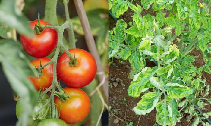 Telugu Agriculture, Farmers, Yields, Seeds, Tomato Crop, Tomato-Latest News - Te