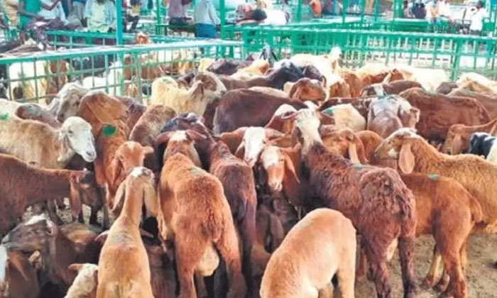  Accused In Custody For Second Day In Sheep Distribution Scam Case-TeluguStop.com