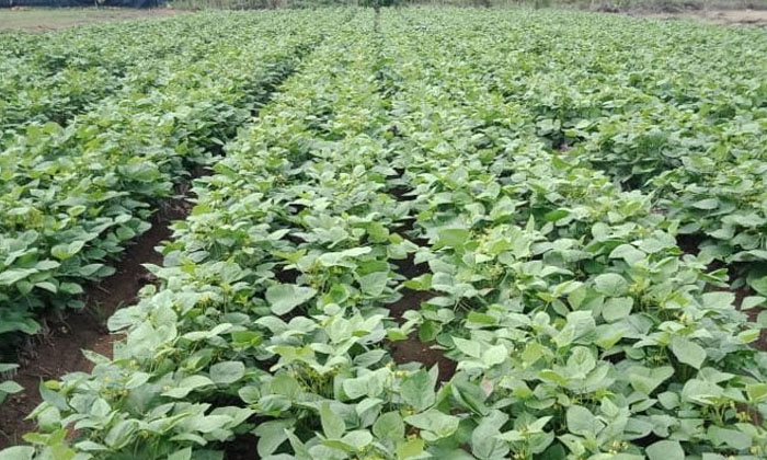  Green Gram Crop : వేసవిలో సాగు చేసే పెసర -TeluguStop.com