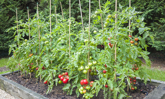 Telugu Tomato, Farmers, Tomato Seeds-Latest News - Telugu