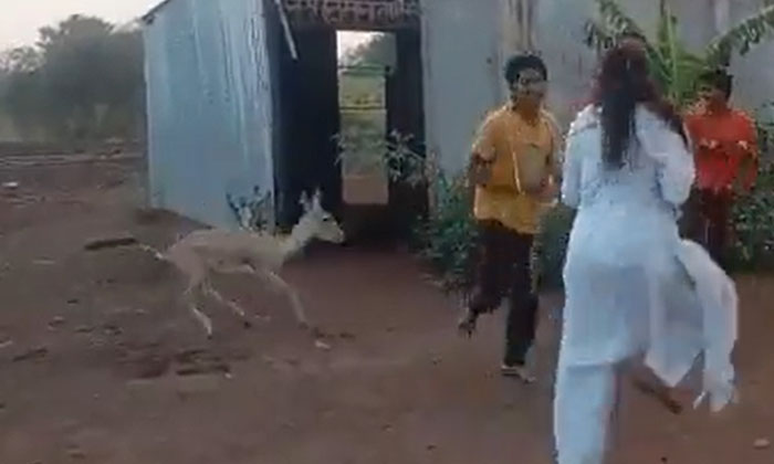  Blackbuck Danced To Devotional Song Video Viral-TeluguStop.com