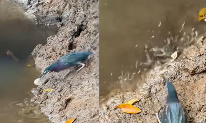  Clever Bird Catching Fish By Throwing Bait Video Going Viral-TeluguStop.com