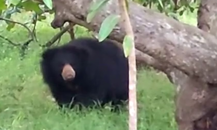  Another Bear In Mettur Of Srikakulam District , Srikakulam, Bear, Mettur , Vaj-TeluguStop.com