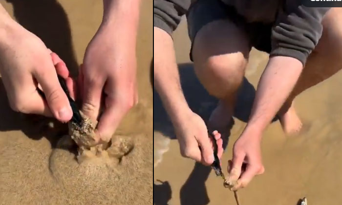  A Strange Insect Appeared On The Australian Beach Local People In Shock, Austra-TeluguStop.com