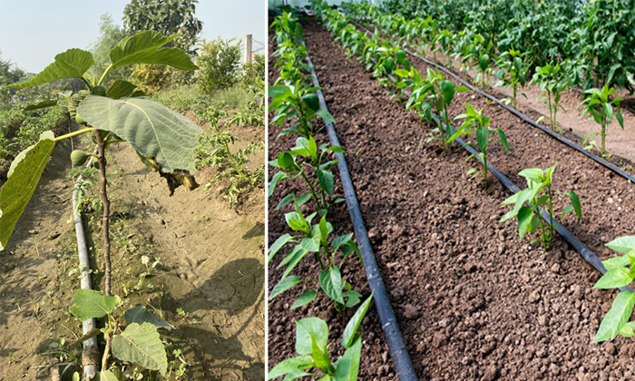 Telugu Agriculture, Drip, Techniques, Micro, Micro Benefits, Micro Systems, Spri