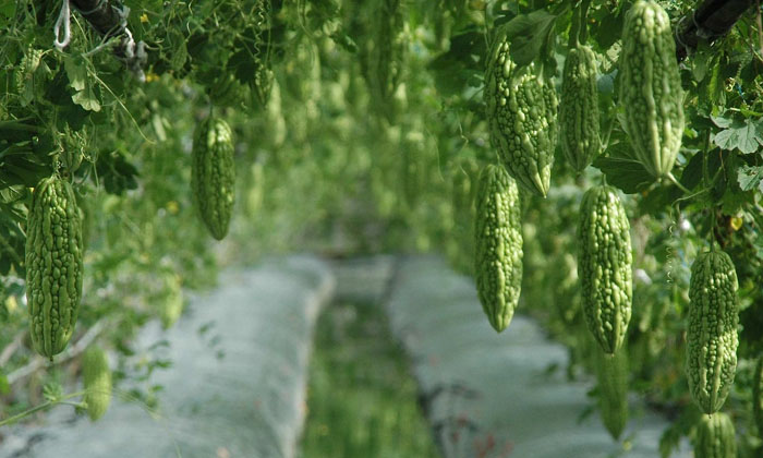  Ownership Of Fertilizers In Bitter Gourd Crop Techniques To Increase High Yie-TeluguStop.com