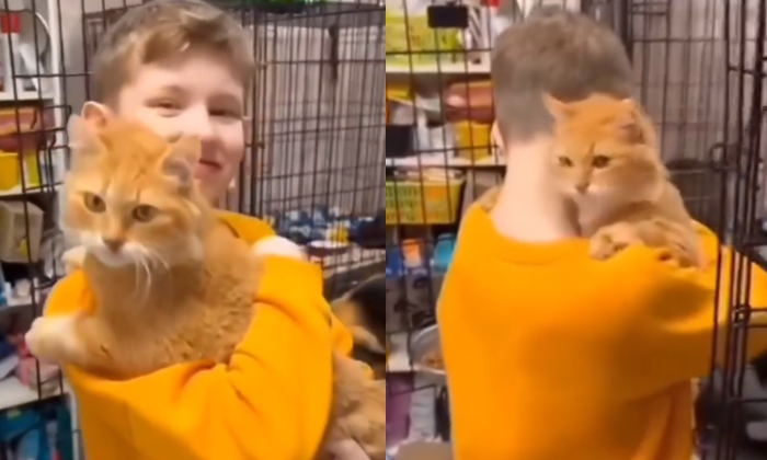  Boy Visits Adoption Centre Cat Chooses Him Video Viral Details, Local Animal She-TeluguStop.com