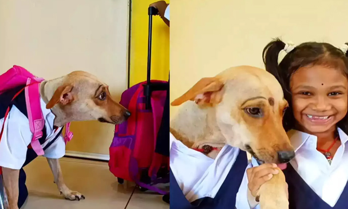  Viral Video Dog Twinning With Little Girl In School Uniform,viral Video, Viral-TeluguStop.com