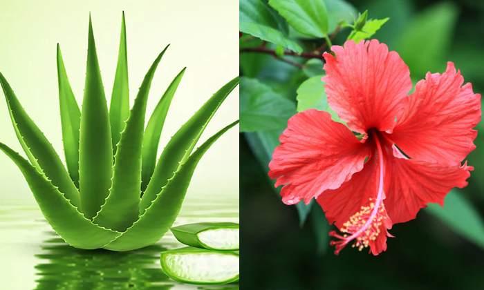 Telugu Aloevera, Care, Care Tips, Fall, Pack, Healthy, Remedy, Mud Oil, Rose Pet