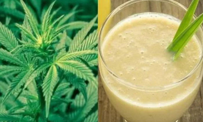 Telugu Cannabismilk, Ganjayi, Milk Shak, Latest-Latest News - Telugu