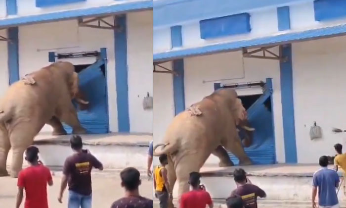  Wild Elephant Attack On Grain Warehouse, Gundlupet Forest, Kerala-karnataka Bord-TeluguStop.com