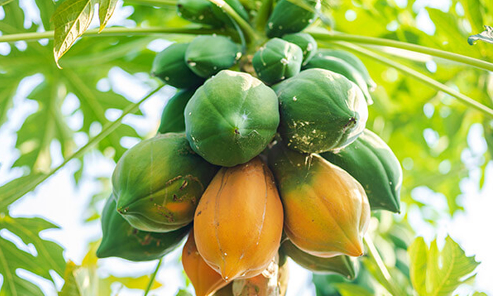  How To Prevent Powdery Mildew In Papaya Crop Details, Powdery Mildew ,papaya Cr-TeluguStop.com