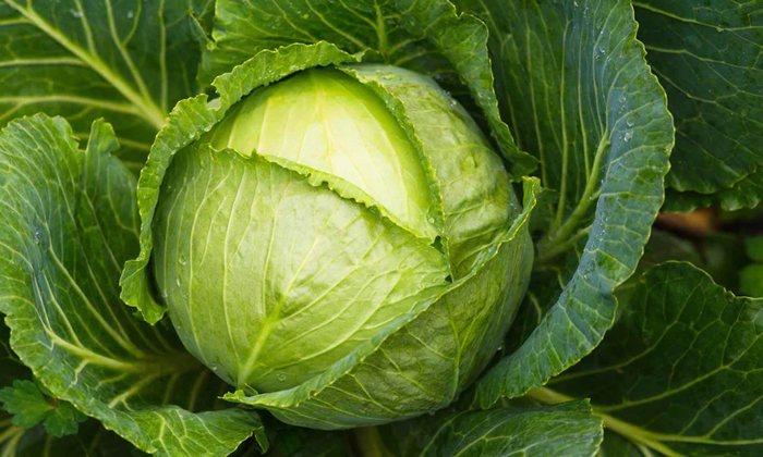  How To Sow The Cabbage Crop, Techniques To Increase The Yield, Cabbage Crop, Te-TeluguStop.com