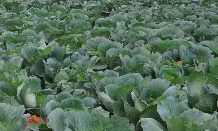 Telugu Black Soils, Cabbage Crop, Carbandism, Cattle Manure, Red Soils, Techniqu