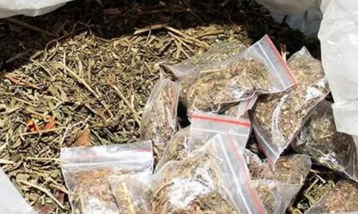  Inspections In Hyderabad Area.. Huge Amount Of Ganja Seized..!,hyderabad,hyderab-TeluguStop.com