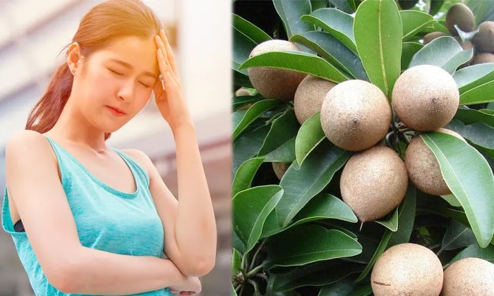  Incredible Health Benefits Of Eating Sapota In Summer! Sapota, Sapota Health Ben-TeluguStop.com