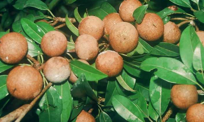 Telugu Chikoo, Tips, Sapota Benefits, Fruits-Telugu Health