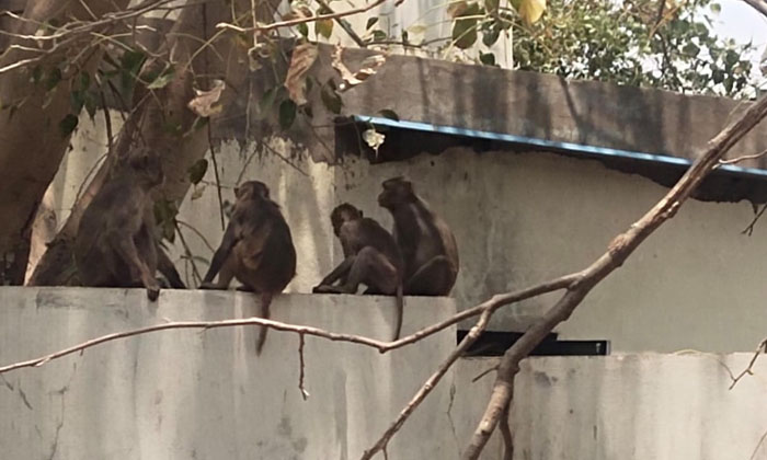  People Are Troubled By The Threat Of Monkeys , Marriguda, Forest Officials ,tro-TeluguStop.com