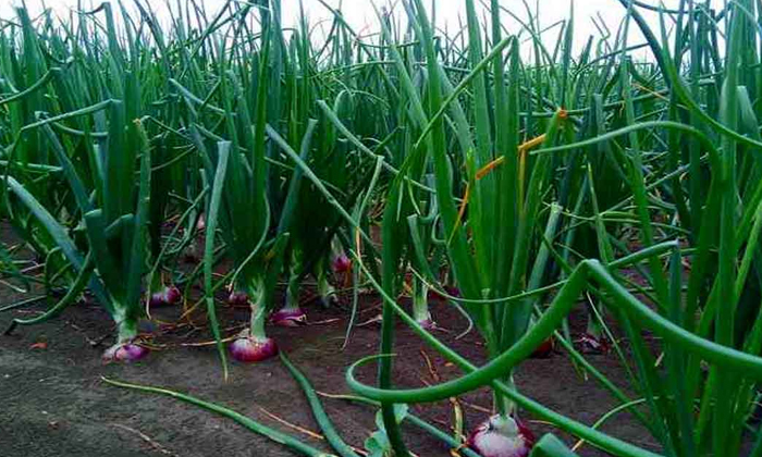  Method Of Planting Onion Crop Measures For Weed Prevention , Onion Crop, Weed P-TeluguStop.com