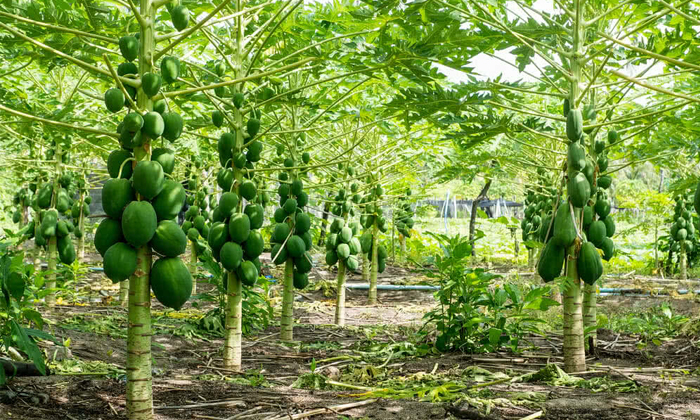 Telugu Papaya, Papaya Crop, Papaya Farmers, Papayagreen, Papaya Pest, Pest-Lates