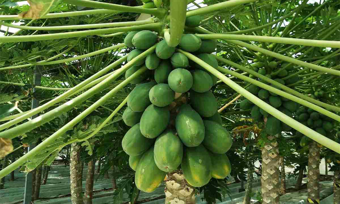  Methods Of Protecting Papaya Crop From The Pest Of Green Peach Aphids Details,-TeluguStop.com