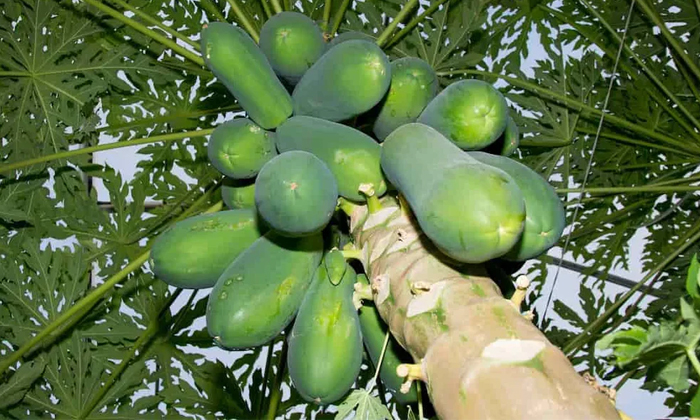 Telugu Papaya, Papaya Crop, Papaya Farmers, Papayagreen, Papaya Pest, Pest-Lates