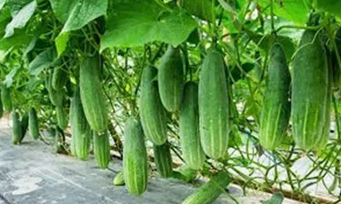  Methods To Protect Cucumber Crop From Leaf Miner Pests , Leaf Miner Pests, Cuc-TeluguStop.com