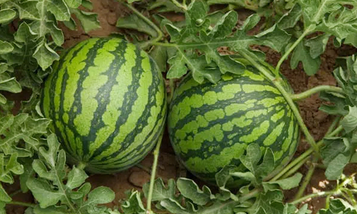  Methods To Protect The Watermelon Crop From Red Black Worms, Watermelon Crop, Re-TeluguStop.com