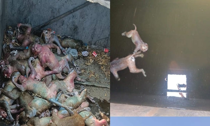  Carcasses Of 30 Monkeys In The Water Tank...!-TeluguStop.com