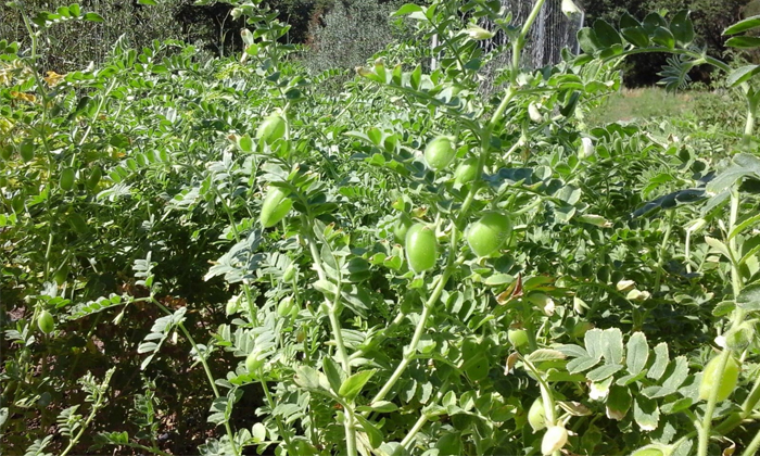  Nutrient Fertilizers Management In Chickpea Crop Details, Nutrient Fertilizers M-TeluguStop.com