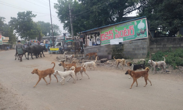  People Who Are Angry With Dogs , Dogs ,tirumalagiri, Gram Panchayat Officers-TeluguStop.com