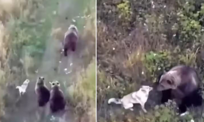  Pet Owner Finds Lost Husky Playing With Pack Of Wild Bears,husky, Bears, Unexpec-TeluguStop.com