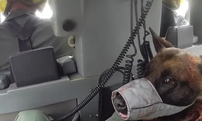 Telugu Emergency Care, Enzo, Injury, Las Vegas, Dog, Public Response, Showsoffic