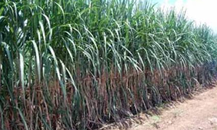  Precautions To Be Taken In Sugarcane Harvesting , Agricultural Experts, Sugarcan-TeluguStop.com