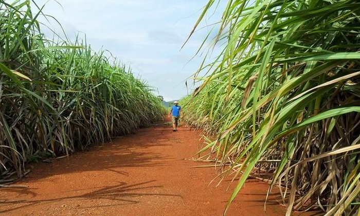 Telugu Agricultural, Sugarcane, Refractometer, Sugarcane Crop-Latest News - Telu