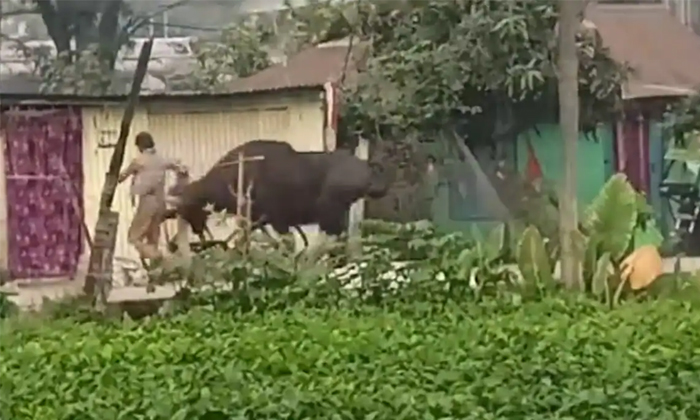  Provoked Gaur Tosses Man Into The Air Video Viral Details, Gaur Encounter, Dange-TeluguStop.com