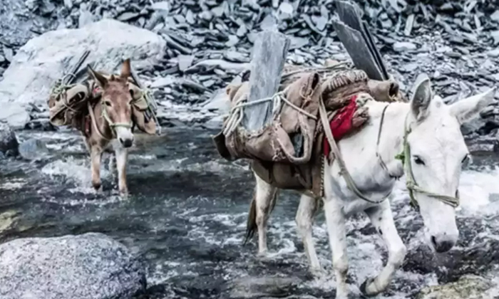 Telugu China, Donkeys, Donkeys China-Latest News - Telugu
