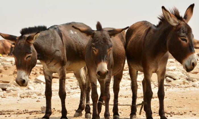  Donkeys Population Decreasing In China,china,donkeys,donkeys Population,cellular-TeluguStop.com