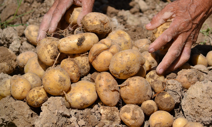 Telugu Potato Crop, Potato, Potato Farmers, Soil Methods-Latest News - Telugu