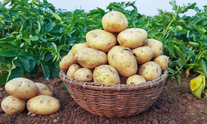  Soil Preparation Methods For Potato Cultivation Details, Soil Preparation Method-TeluguStop.com