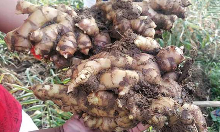  Techniques In Management Of Nutrient Fertilizers In Ginger Crop Cultivation Deta-TeluguStop.com
