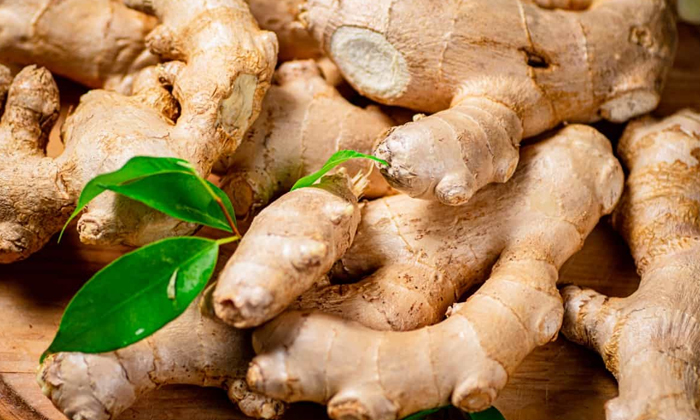 Telugu Techniques, Ginger, Ginger Crop, Gingercrop, Ginger Farmers, Fertilizers-