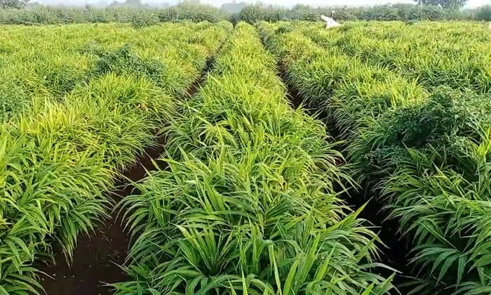 Telugu Techniques, Ginger, Ginger Crop, Gingercrop, Ginger Farmers, Fertilizers-