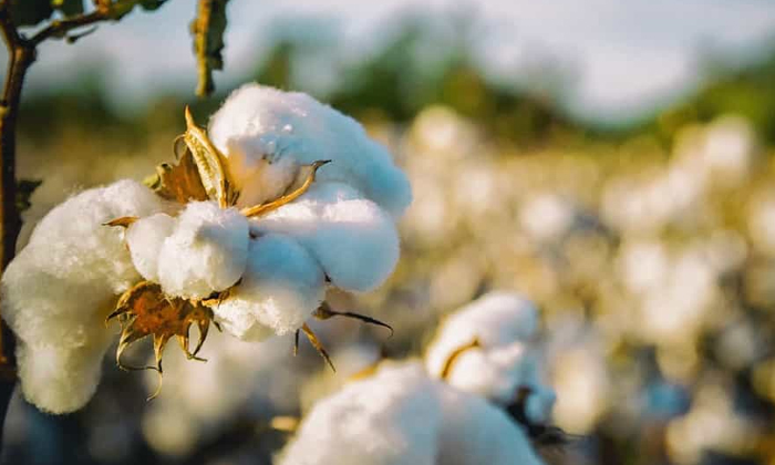  Techniques In The Management Of Nutrient Fertilizers In Cotton Crop , Cotton Cr-TeluguStop.com